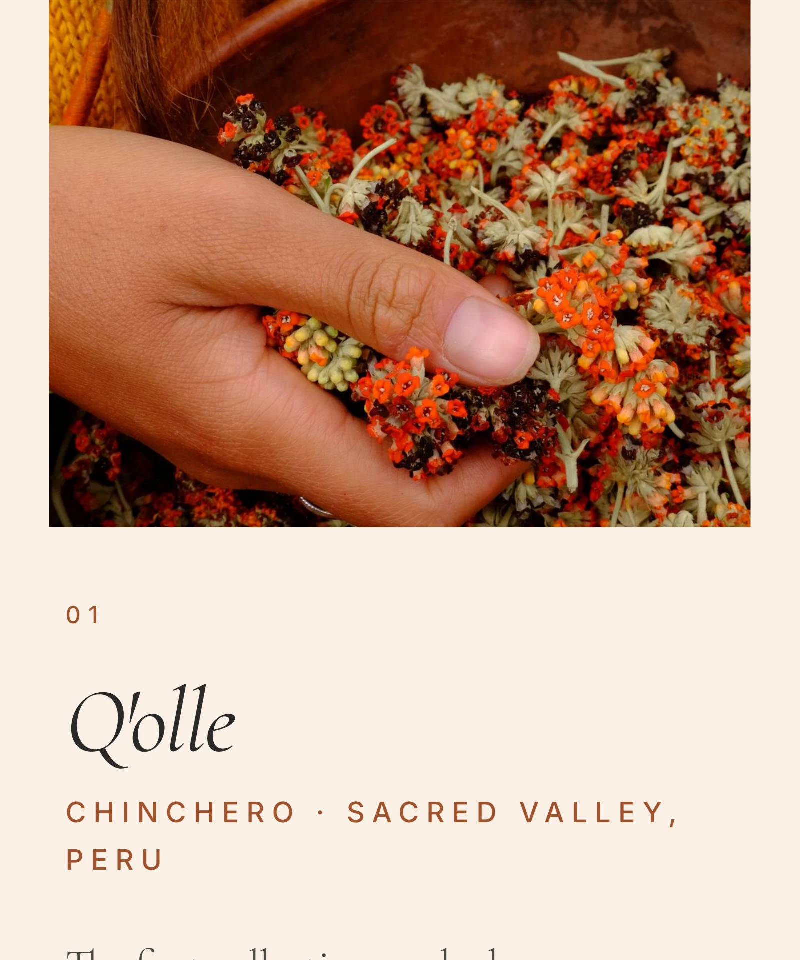 Website Mama Quilla